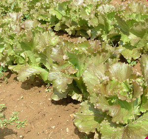 Covered Bridge Produce