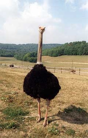 Conicville Ostrich Ltd