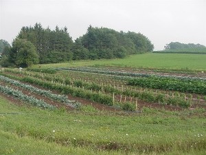 DeBerry Farm