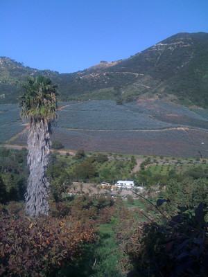 Amir Ranch