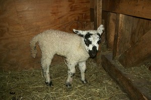 Schafer Sheep Farm