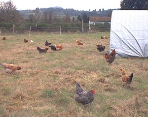 Mossback Farm