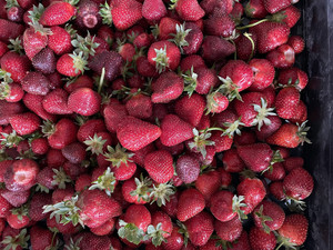 Apple Creek Vineyard Farm & Nursery