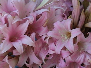 Weeks Gardens