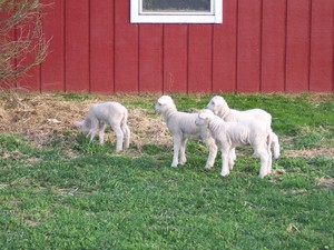 Apple Rose Farm