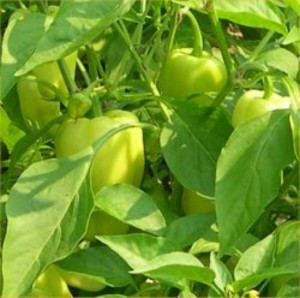 Karl's Farm