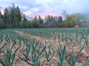 Red Gate Garlic LLC