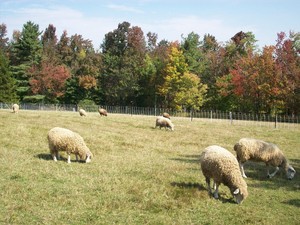 Cranberry Moon Farm