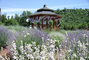Tuscan Heights Lavender Gardens ~ Nursery & Gifts