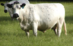Sosoni Farm & Feed