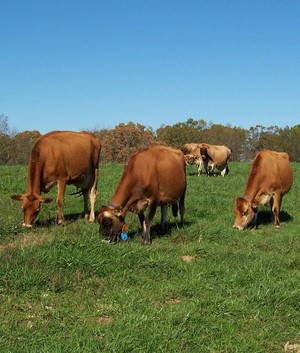 Lorenae Dairy