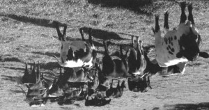 Murray Hill Farm