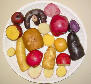 Tater-Mater Seeds