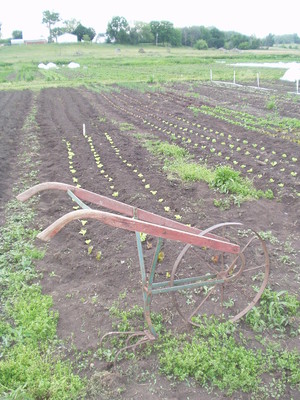 Groundswell Community Farm