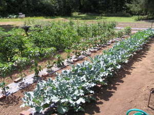 Storytree Farm