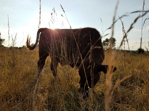 Good Plains Farm