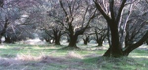 Sylverleaf Olive Oil