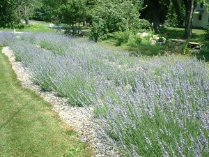 Sleepy Bee Lavender Farm