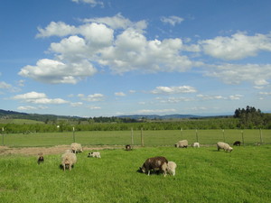 Dolce Farm and Orchards