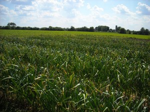 Inland Prairie Garlic Farm