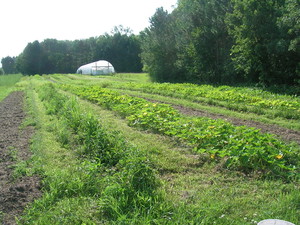 Webster Farm Organic - Salad Days
