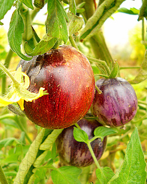 Wild Balsam Farm