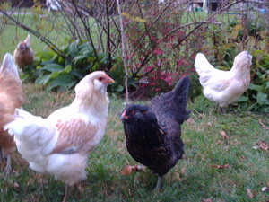 Chestnut Tree Corner Farm