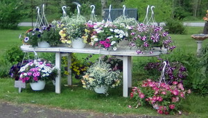 Fran and Ann's Produce Stand