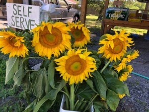 Fresh Meadow Farm