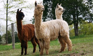 Belle Mere Farm Suri Alpacas