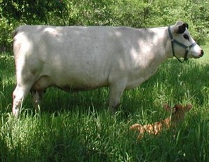 Jewell's Mini Dairy Farm