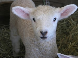 Liberty Wool Farm