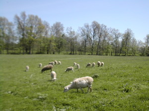 Garden of Eden Farms