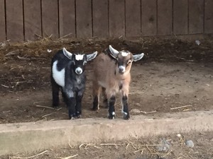 Clark's Elioak Farm