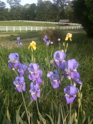 Shady Lane Farm