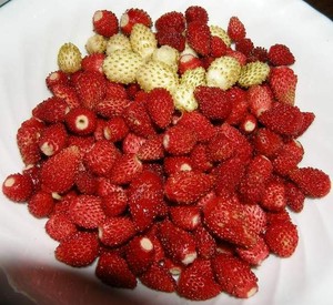 fraises des bois