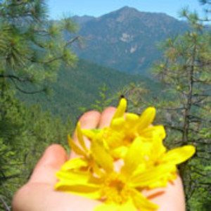 Bear Wallow Herbs