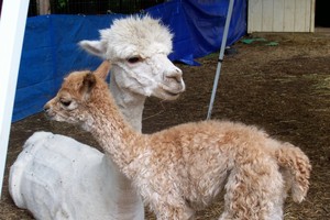 Tranquility Alpacas