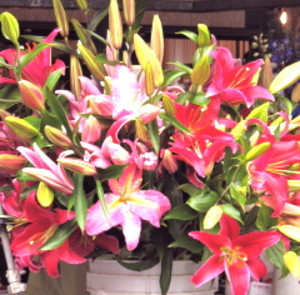 Roost Flowers & Designs