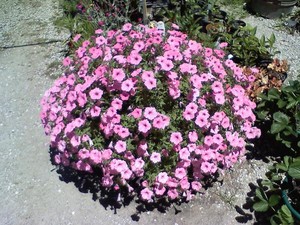 Adams Greenhouse & Produce LLC