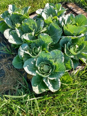 Zahn Farms