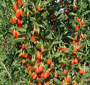 Goji Pros