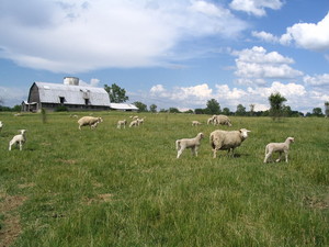 Kyle Farms All Natural Lamb