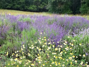 Onederings Lavender & Herb Farm