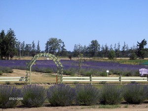 Port Williams Lavender Farm