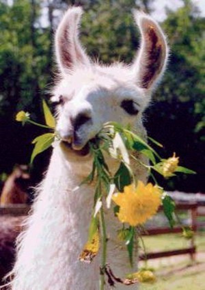 Moonlight Llamas
