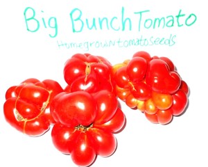 Home Grown Tomato Seeds