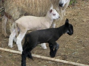 BlueLand Farm