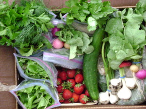 Lake Breeze Organics