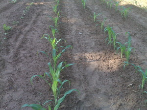 Tony's Fresh Produce Farm